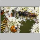 Lestica clypeata - Grabwespe w01c 12mm - OS-Hellern Wiese det.jpg